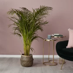 Black Seagrass Herringbone Circular Plant Pot (Dia)25cm -Garden Shop black seagrass herringbone circular plant pot dia 25cm3663602442516 01i bq