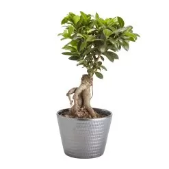 Bonsai In 17cm Terracotta Plastic Pot