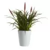 Bromeliad In 12cm White Ceramic Decorative Pot