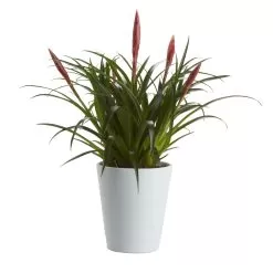 Bromeliad In 12cm White Ceramic Decorative Pot