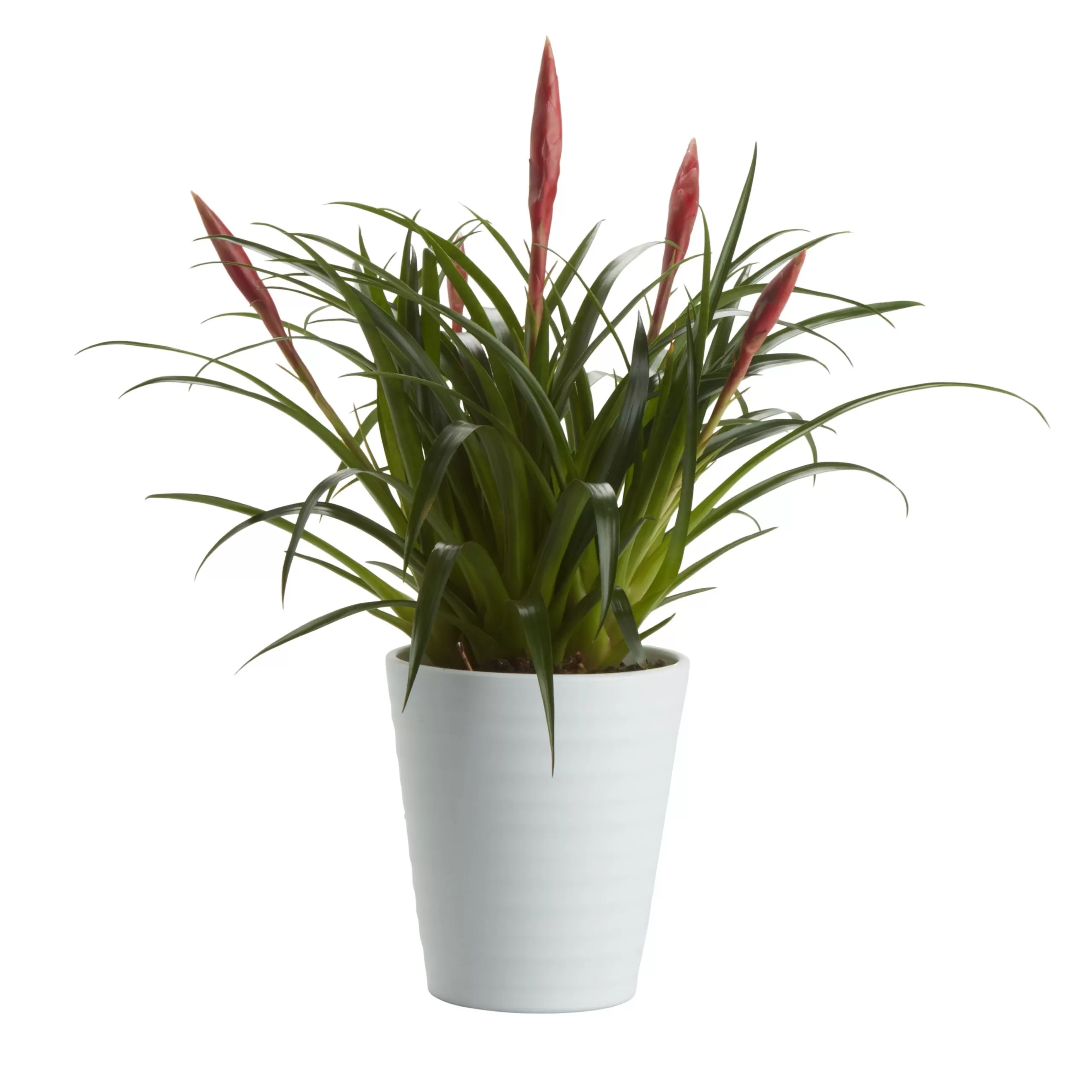 Bromeliad In 12cm White Ceramic Decorative Pot 1 Bromeliad In 12cm White Ceramic Decorative Pot