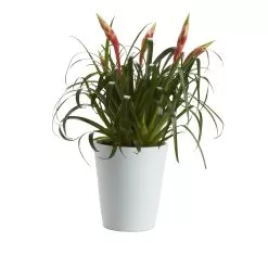 Bromeliad In 12cm White Ceramic Decorative Pot 6 Bromeliad In 12cm White Ceramic Decorative Pot -Garden Shop bromeliad in 12cm white ceramic decorative pot3663602463450 21c bq