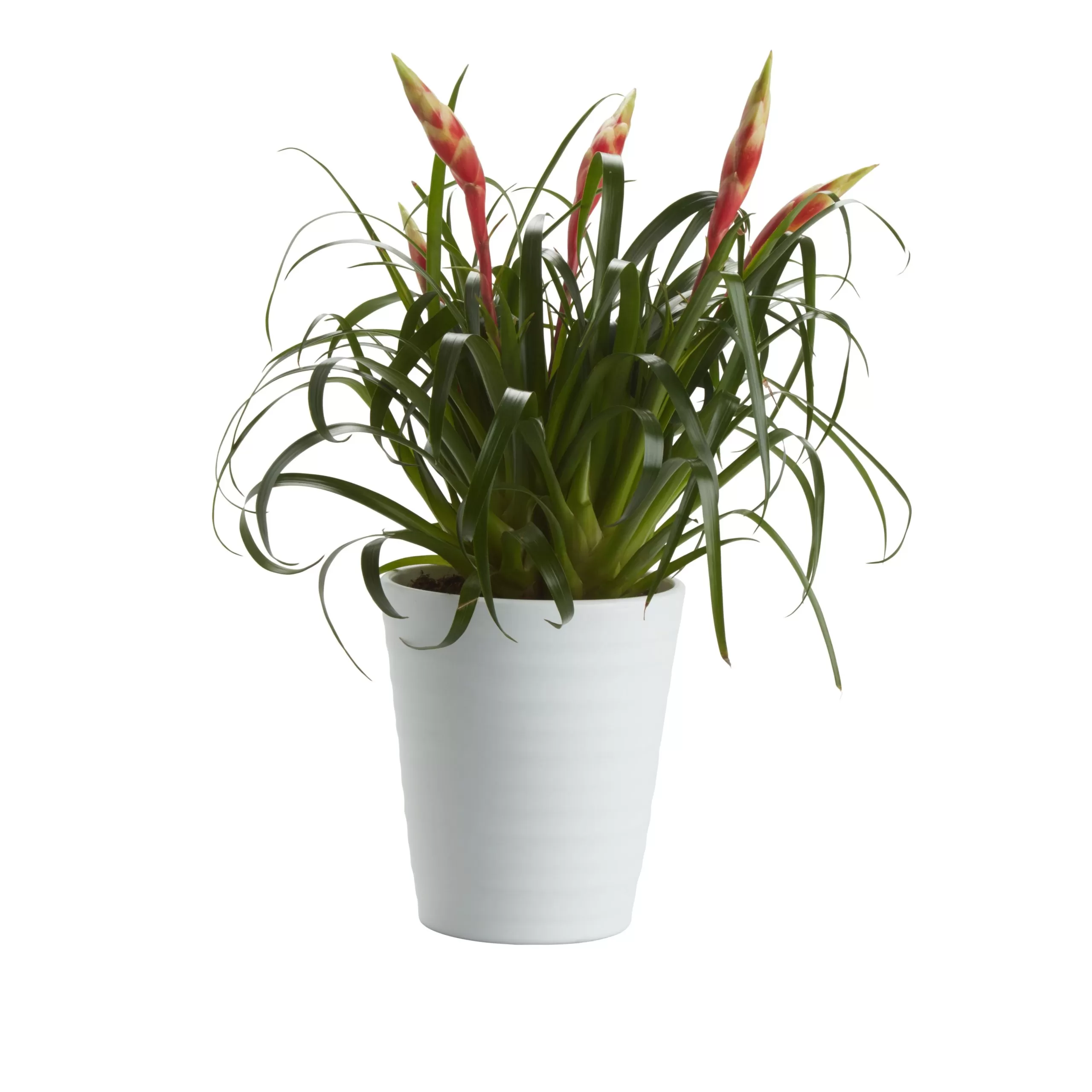 Bromeliad In 12cm White Ceramic Decorative Pot 3 Bromeliad In 12cm White Ceramic Decorative Pot - Image 3
