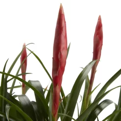 Bromeliad In 12cm White Ceramic Decorative Pot 7 Bromeliad In 12cm White Ceramic Decorative Pot -Garden Shop bromeliad in 12cm white ceramic decorative pot3663602463450 36c bq