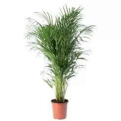 Butterfly Palm In 19cm Terracotta Plastic Grow Pot