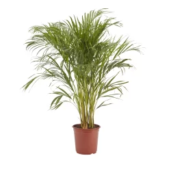 Butterfly Palm In 24cm Terracotta Plastic Grow Pot