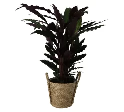Calathea Wavestar In 19cm Natural Cattail & Plastic Decorative Pot
