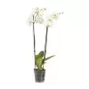 Double Stem Moth Orchid In 12cm Clear Plastic Grow Pot