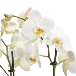 Double Stem Moth Orchid In 12cm Clear Plastic Grow Pot -Garden Shop double stem moth orchid in 12cm clear plastic grow pot3663602462873 36c bq 1