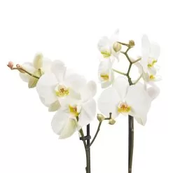 Double Stem Moth Orchid In 12cm Clear Plastic Grow Pot -Garden Shop double stem moth orchid in 12cm clear plastic grow pot3663602462873 37c bq 1