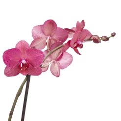 Double Stem Moth Orchid In 12cm Clear Plastic Grow Pot -Garden Shop double stem moth orchid in 12cm clear plastic grow pot3663602462873 38c bq 1