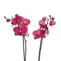 Double Stem Moth Orchid In 12cm Clear Plastic Grow Pot -Garden Shop double stem moth orchid in 12cm clear plastic grow pot3663602462873 39c bq