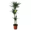 Dracaena Tree In 24cm Terracotta Plastic Grow Pot
