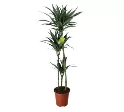 Dracaena Tree In 24cm Terracotta Plastic Grow Pot
