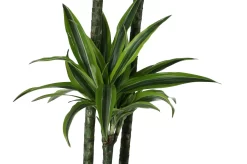 Dracaena Tree In 24cm Terracotta Plastic Grow Pot 6 Dracaena Tree In 24cm Terracotta Plastic Grow Pot -Garden Shop dracaena tree in 24cm terracotta plastic grow pot5059340127040 37c