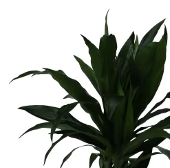 Dracaena Tree In 24cm Terracotta Plastic Grow Pot 7 Dracaena Tree In 24cm Terracotta Plastic Grow Pot -Garden Shop dracaena tree in 24cm terracotta plastic grow pot5059340127040 38c