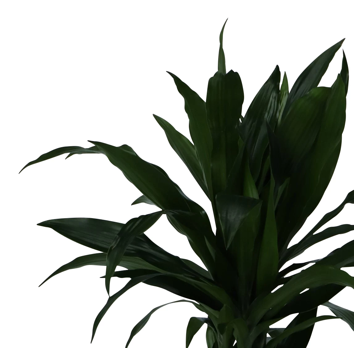 Dracaena Tree In 24cm Terracotta Plastic Grow Pot 4 Dracaena Tree In 24cm Terracotta Plastic Grow Pot - Image 4