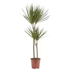 Dragon Tree In 19cm Terracotta Plastic Grow Pot