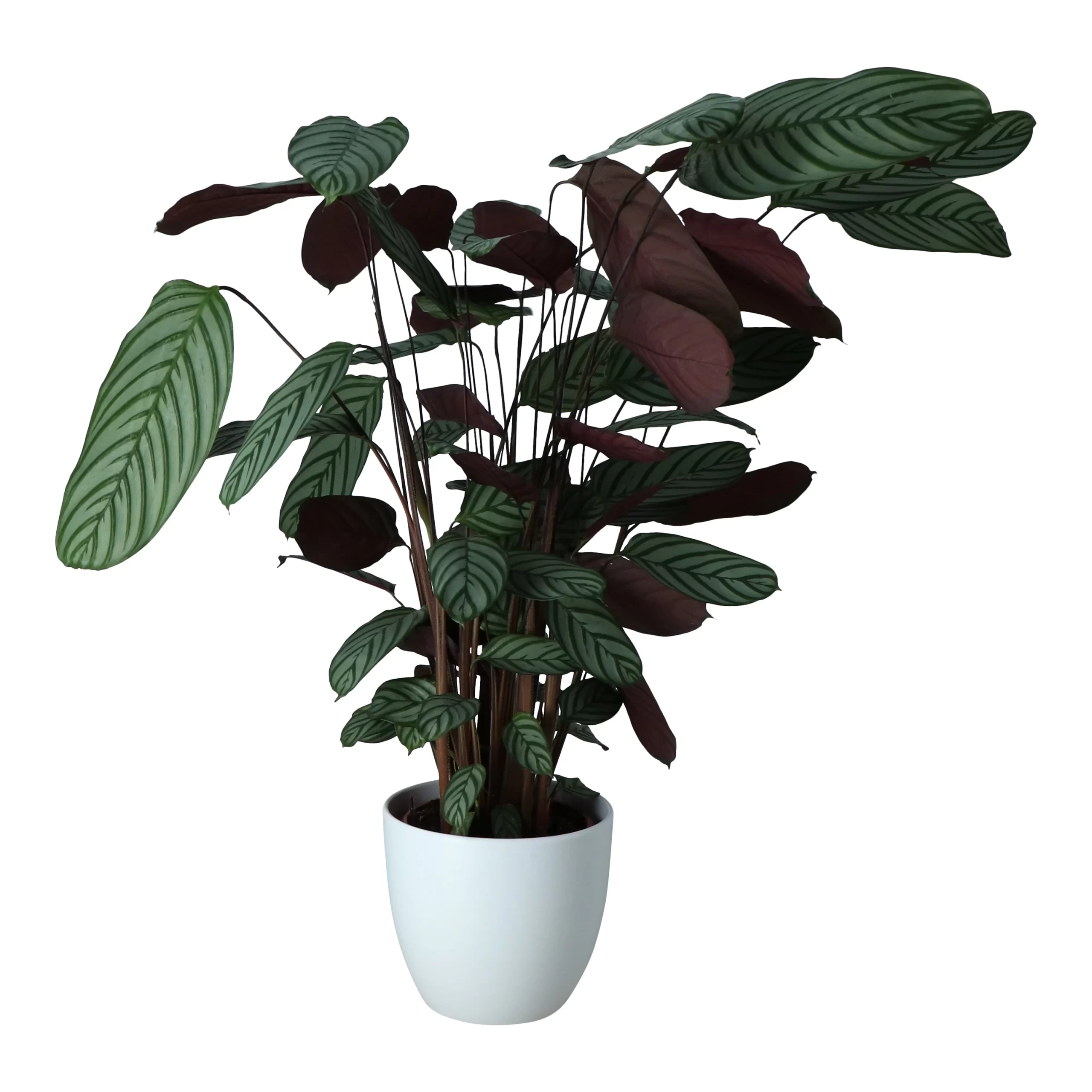 Dragon Tree In 24cm Assorted Ceramic Decorative Pot 1 Dragon Tree In 24cm Assorted Ceramic Decorative Pot