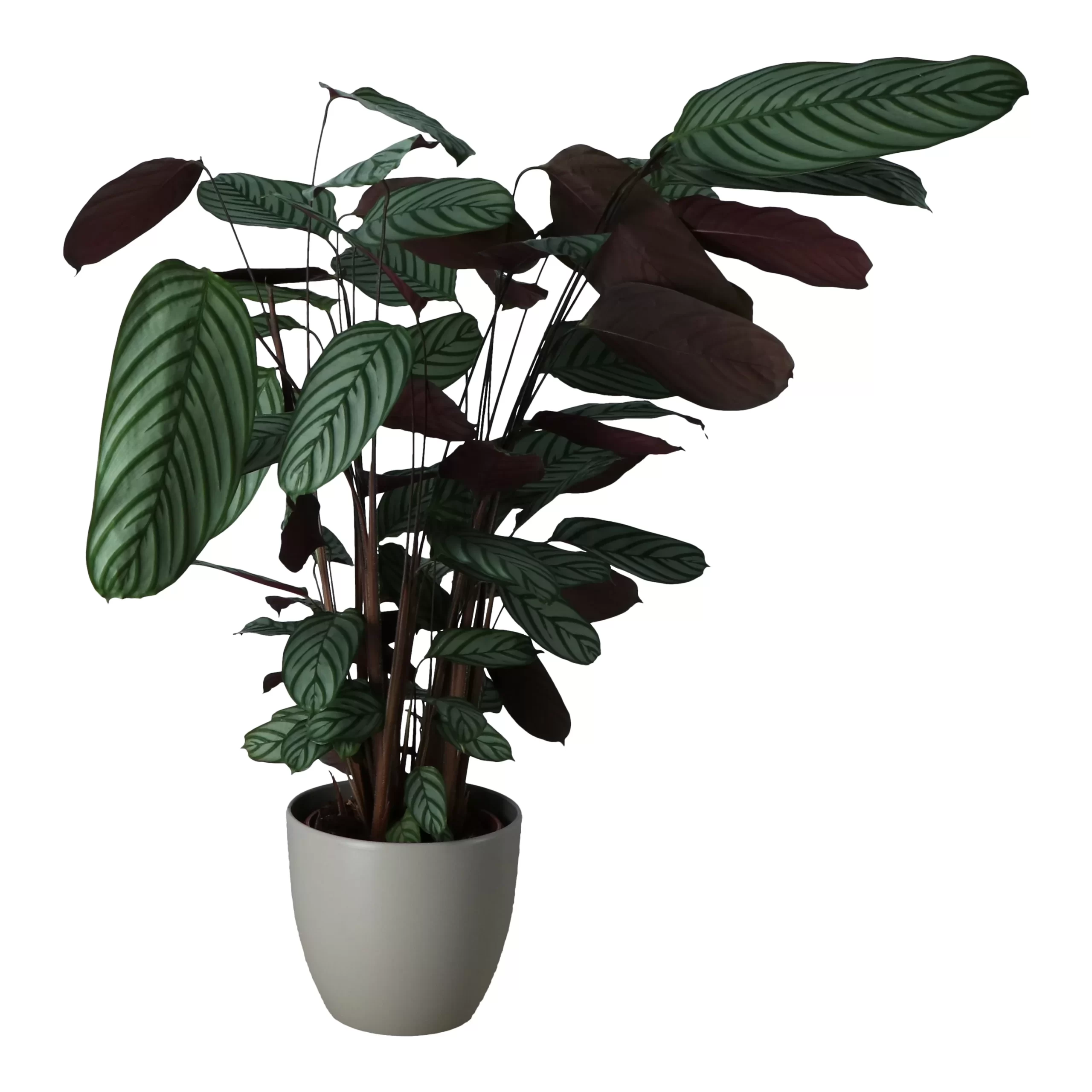 Dragon Tree In 24cm Assorted Ceramic Decorative Pot 2 Dragon Tree In 24cm Assorted Ceramic Decorative Pot - Image 2