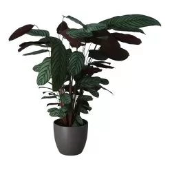 Dragon Tree In 24cm Assorted Ceramic Decorative Pot 5 Dragon Tree In 24cm Assorted Ceramic Decorative Pot -Garden Shop dragon tree in 24cm assorted ceramic decorative pot5059340827858 22c