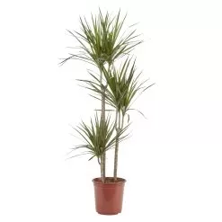 Dragon Tree In 24cm Terracotta Plastic Grow Pot