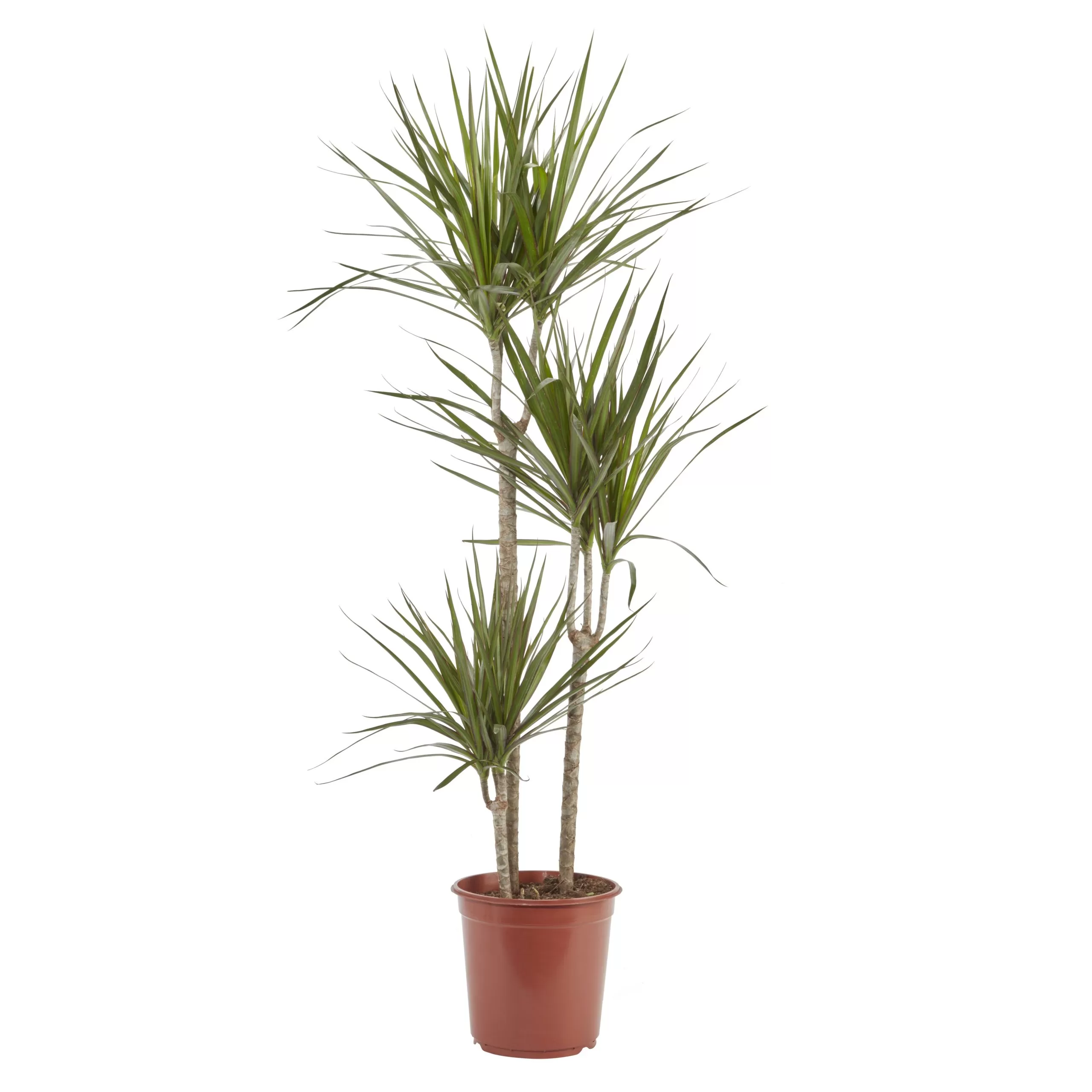 Dragon Tree In 24cm Terracotta Plastic Grow Pot 1 Dragon Tree In 24cm Terracotta Plastic Grow Pot