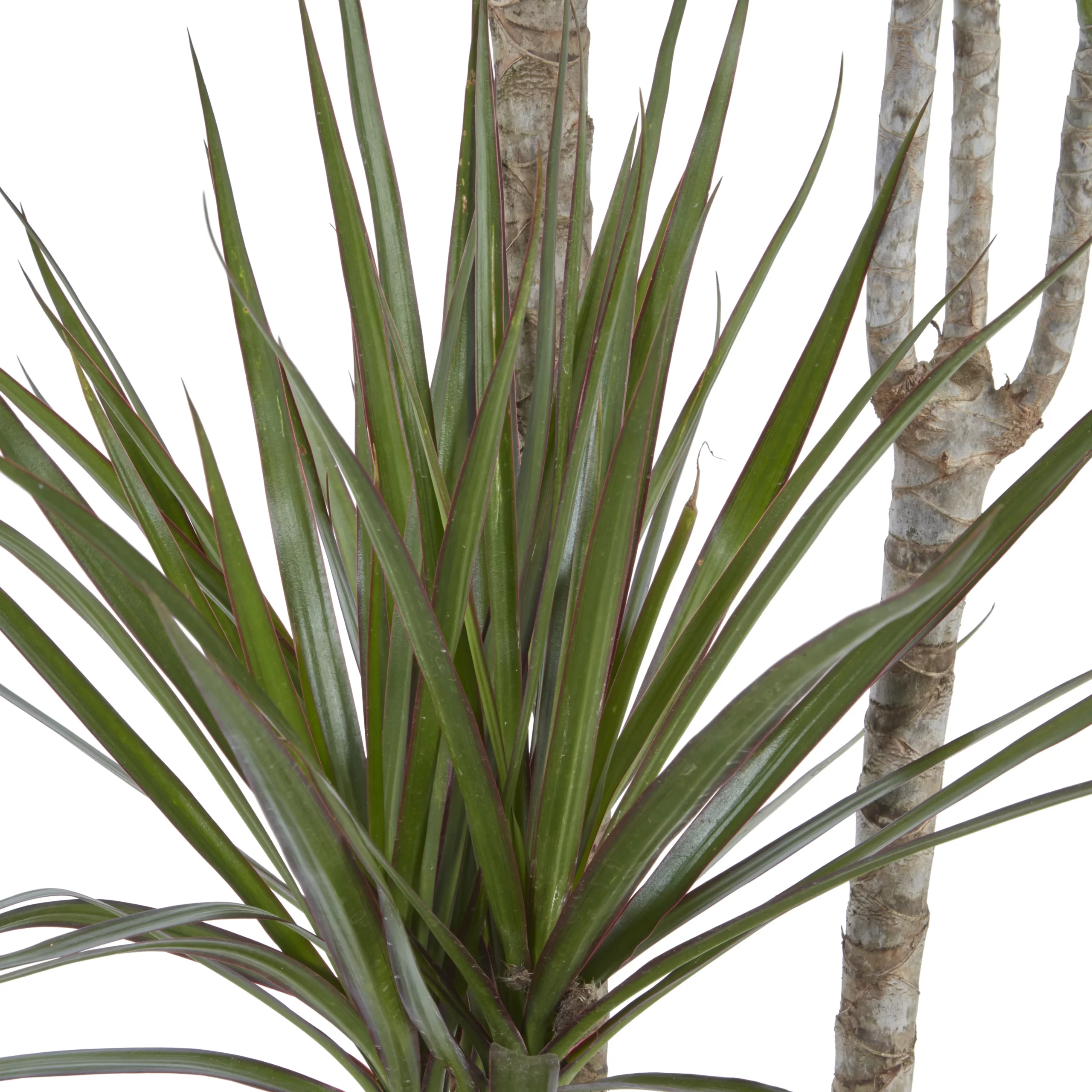 Dragon Tree In 24cm Terracotta Plastic Grow Pot 2 Dragon Tree In 24cm Terracotta Plastic Grow Pot - Image 2