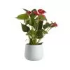Flamingo Flower In 12cm White Ceramic Decorative Pot
