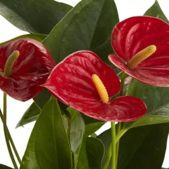 Flamingo Flower In 12cm White Ceramic Decorative Pot -Garden Shop flamingo flower in 12cm white ceramic decorative pot3663602497288 36c bq