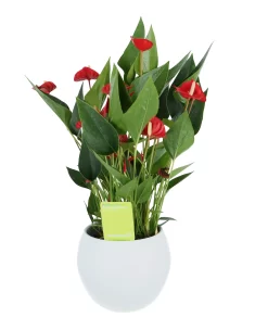 Flamingo Flower White Crackle Ceramic Decorative Pot