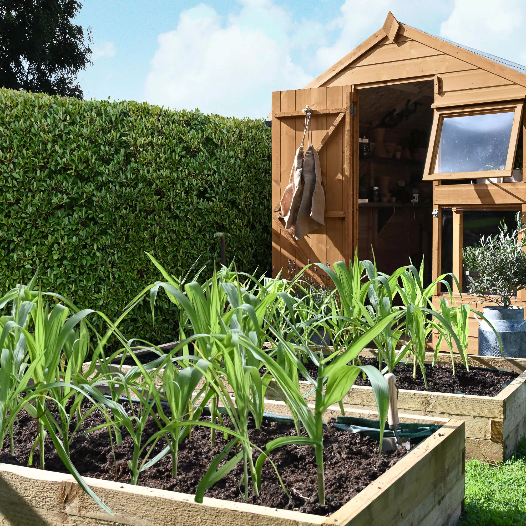 Forest Garden 8x6 Ft Apex Shiplap Wooden 10 Windows Shed With Floor 15 Forest Garden 8x6 Ft Apex Shiplap Wooden 10 Windows Shed With Floor - Image 15