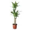 Golden Dragon Tree In 24cm Terracotta Plastic Grow Pot