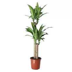 Golden Dragon Tree In 24cm Terracotta Plastic Grow Pot