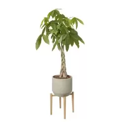 GoodHome Natural Wood Plant Pot (Dia)33.5cm -Garden Shop goodhome natural wood plant pot dia 33 5cm3663602442370 21c bq