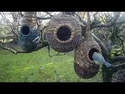 Wildlife World Artisan Wild Bird Nester - Anita 12 Wildlife World Artisan Wild Bird Nester - Anita -Garden Shop hqdefault 369 28