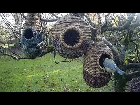 Wildlife World Artisan Wild Bird Nester - Anita 6 Wildlife World Artisan Wild Bird Nester - Anita - Image 6