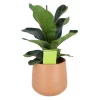 Indoor Plants Fig Terracotta Ceramic Decorative Pot
