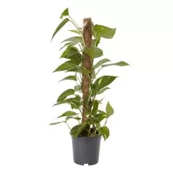 Ivy In 19cm Black Plastic Grow Pot