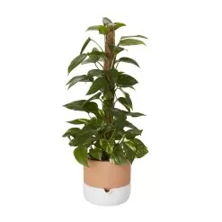 Ivy In 19cm Black Plastic Grow Pot -Garden Shop ivy in 19cm black plastic grow pot3663602462491 22c