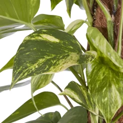 Kentia Palm In 19cm Terracotta Plastic Grow Pot -Garden Shop kentia palm in 19cm terracotta plastic grow pot3663602462484 36c