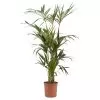 Kentia Palm In 24cm Terracotta Plastic Grow Pot