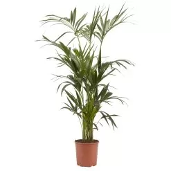 Kentia Palm In 24cm Terracotta Plastic Grow Pot