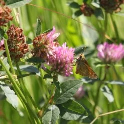 Meadowmat Wildflower Turf, 20m² Pack 10 Meadowmat Wildflower Turf, 20m² Pack -Garden Shop meadowmat wildflower turf 20m pack04168157 02i