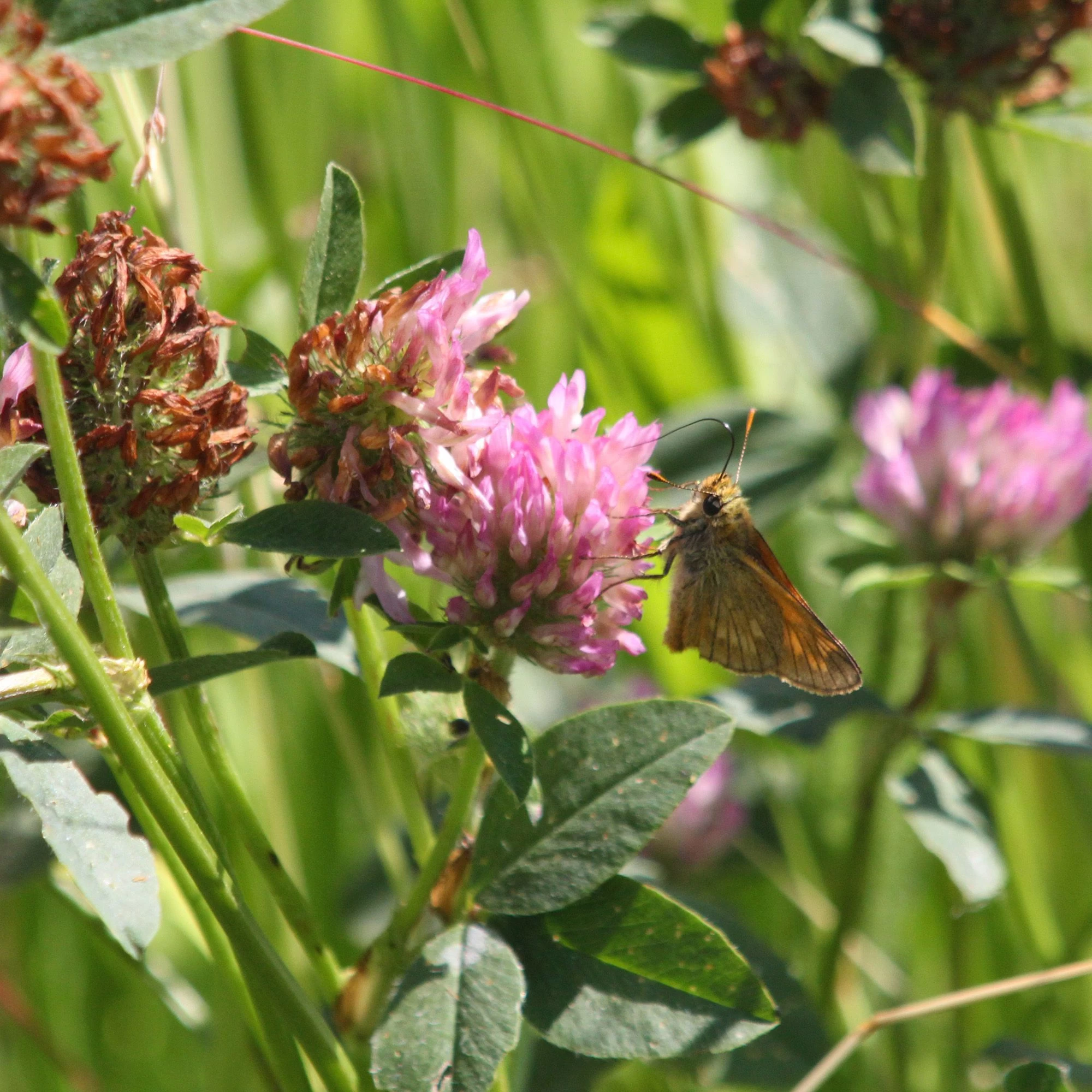 Meadowmat Wildflower Turf, 20m² Pack 4 Meadowmat Wildflower Turf, 20m² Pack - Image 4