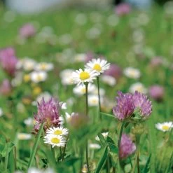 Meadowmat Wildflower Turf, 20m² Pack 11 Meadowmat Wildflower Turf, 20m² Pack -Garden Shop meadowmat wildflower turf 20m pack04168157 03i bq