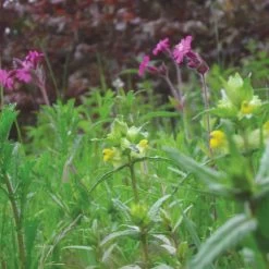 Meadowmat Wildflower Turf, 20m² Pack 13 Meadowmat Wildflower Turf, 20m² Pack -Garden Shop meadowmat wildflower turf 20m pack04168157 05i bq