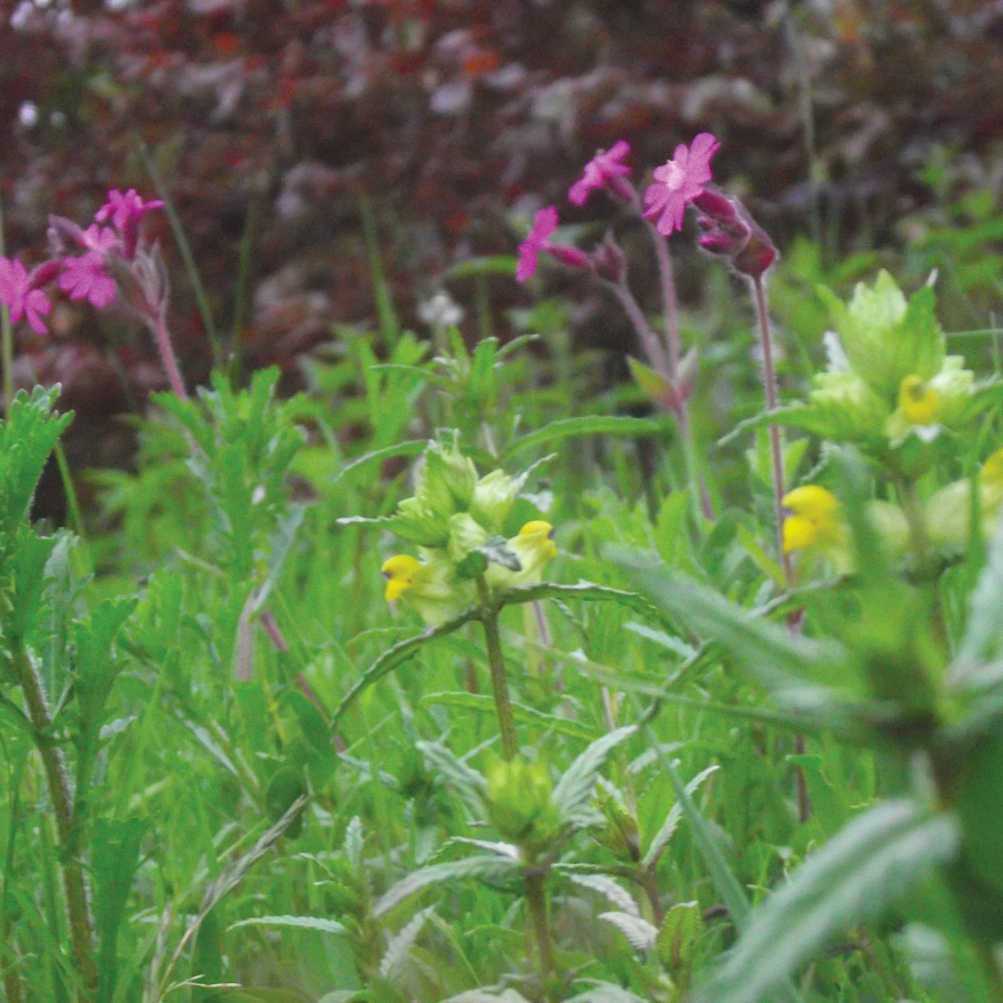 Meadowmat Wildflower Turf, 20m² Pack 7 Meadowmat Wildflower Turf, 20m² Pack - Image 7