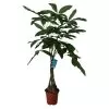 Mexican Fortune Tree In 19cm Terracotta Plastic Grow Pot