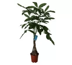 Mexican Fortune Tree In 19cm Terracotta Plastic Grow Pot